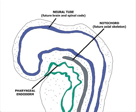 Найдено в dictionary of ichthyology. Schematic diagram of the pharyngeal endoderm, notochord ...