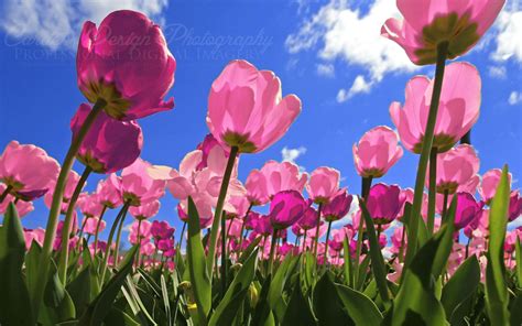Pink Tulips Wallpapers Wallpaper Cave 54205 Hot Sex Picture