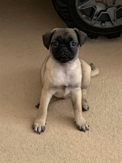 Female Pug Puppy For Sale In Poole Dorset Gumtree