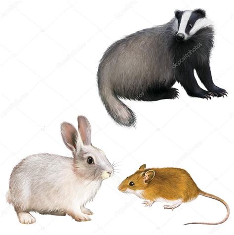 Badger Rabbit And Mouse Stock Photo By ©yuliaavgust 22137503