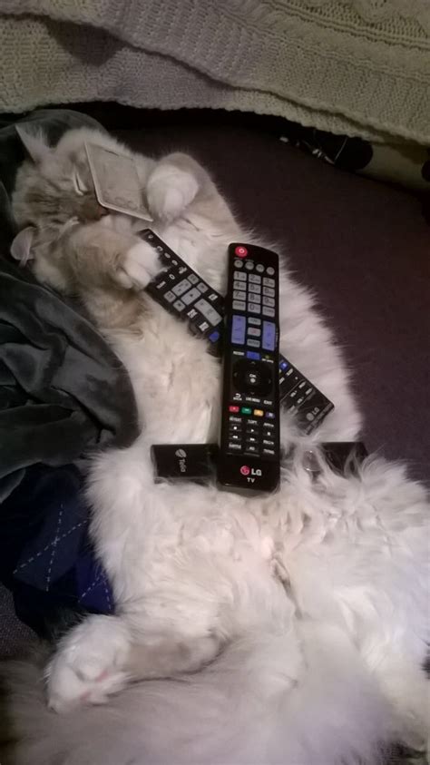 I Fell Asleep While Watching Tv Tv Remote Remote Control I Fall How