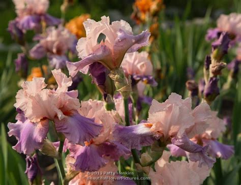 Shades Of Pink Irises Beautiful Flower Pictures Blog