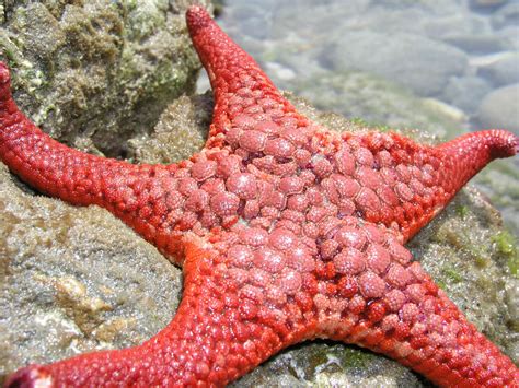 Starfish 1 Free Photo Download Freeimages