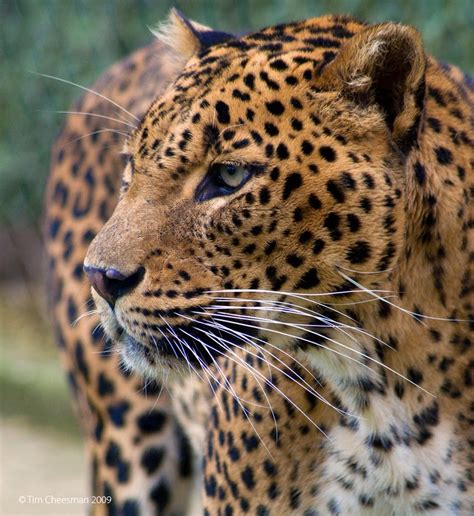 Leopard In Sri Lanka Enchanter Of Island