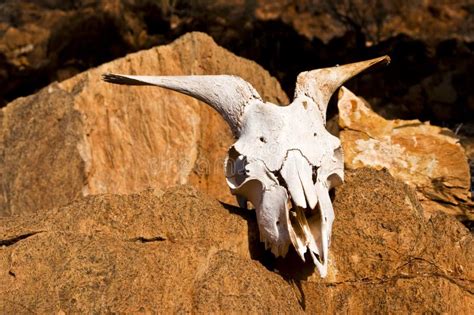 Skull In The Desert Stock Image Image Of Orange Goat 10929171