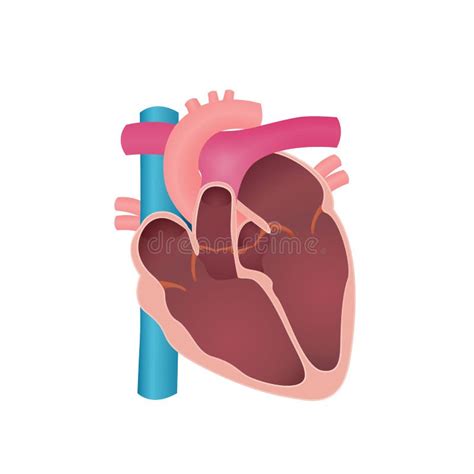 Anatomy Of The Human Heart Stock Vector Illustration Of Circulatory