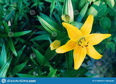 Lily Yellow Flowerlilium Sp Top View Stock Photo Image Of Growing