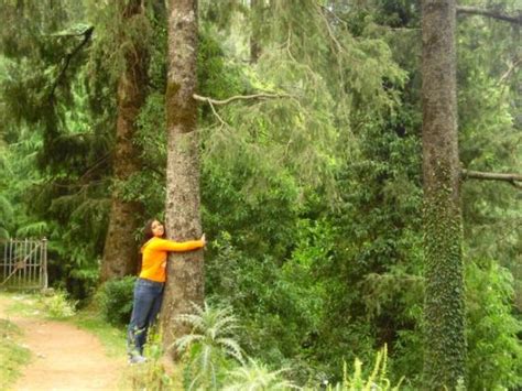Find latest news, video & photos on chipko movement. chipko movement :P - Picture of Dalhousie, Chamba District ...