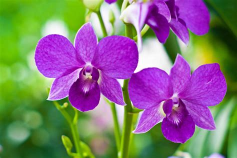Purple Orchid Plantscapers