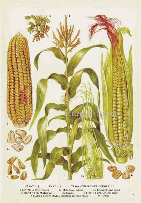 Corn Maize Cereal Grain Food Chart Botanical Lithograph Etsy