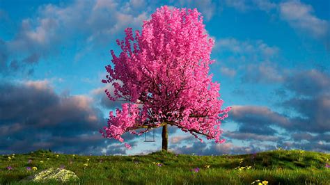 Colores De Primavera Flores árbol Rosa Paisaje Cielo Fondo De