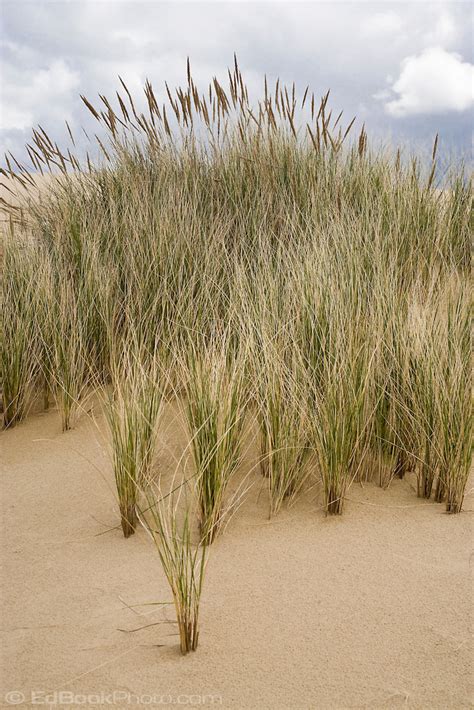 Beach Grasses Oregon Dunes Edbookphoto