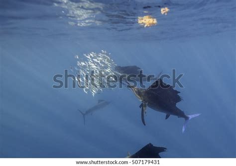 Underwater View Atlantic Sailfish Hunting Sardines Stock Photo