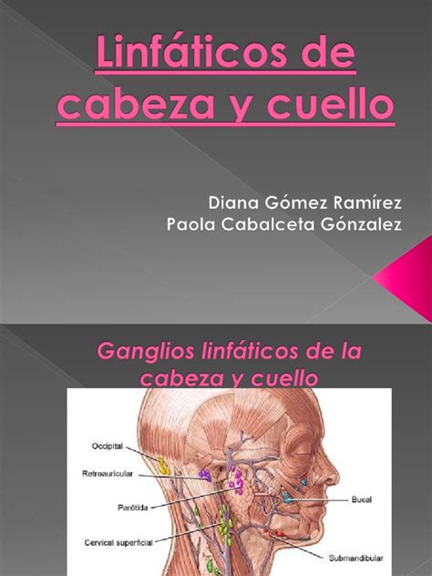 Linfáticos De Cabeza Y Cuello Ganglio Linfático Anatomía Humana