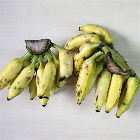 Difference Between Elaichi Banana And Normal Banana Banana Poster
