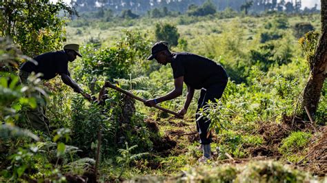 Planting Trees In Kenya Kenya Reforestation Eden Reforestation