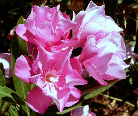 Oleander Free Stock Photo Public Domain Pictures