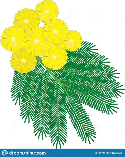Mimosa Flower Vector Illustration Stock Vector Illustration Of Wattle