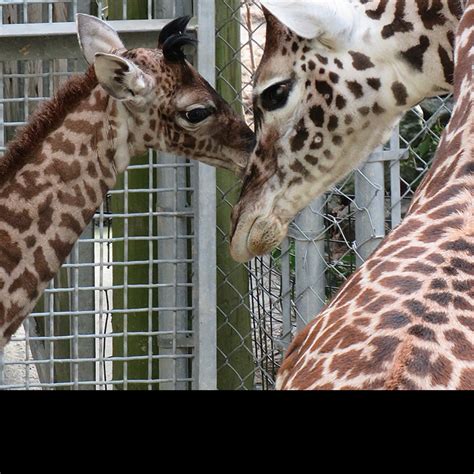 Help Name The Zoos Baby Giraffe Virginia Zoo