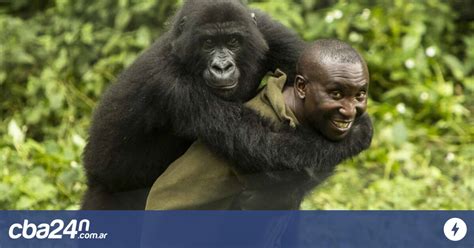 Viral La Selfie De Dos Gorilas Junto A Sus Cuidadores Cba24n