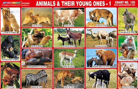 Spectrum Educational Charts Chart 120 Animals And Their Young Ones