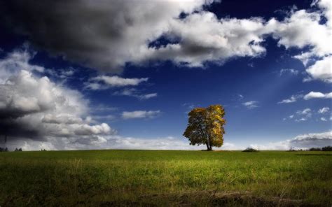 Wallpapers Lonely Tree Photography Wallpapers