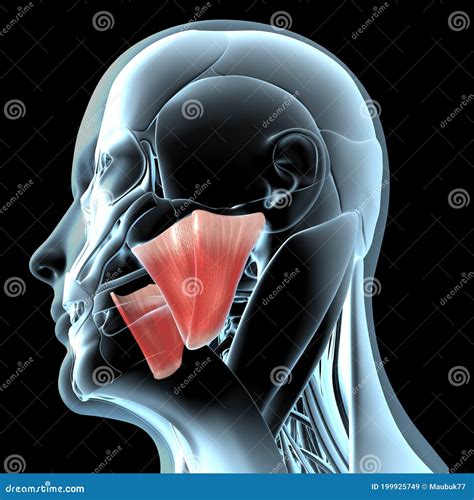3d Illustration Of The Masseter Muscles Anatomical Position On Xray