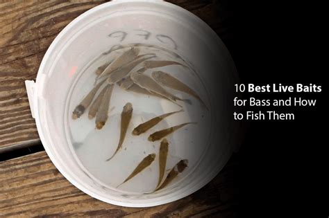 Best Live Bait For Bass Top 10 Picks Your Bass Guy