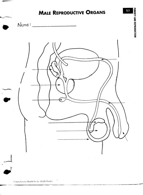 Male human anatomy diagram male human anatomy diagram body. Male Anatomy Diagram / Human Internal Organ Stock ...