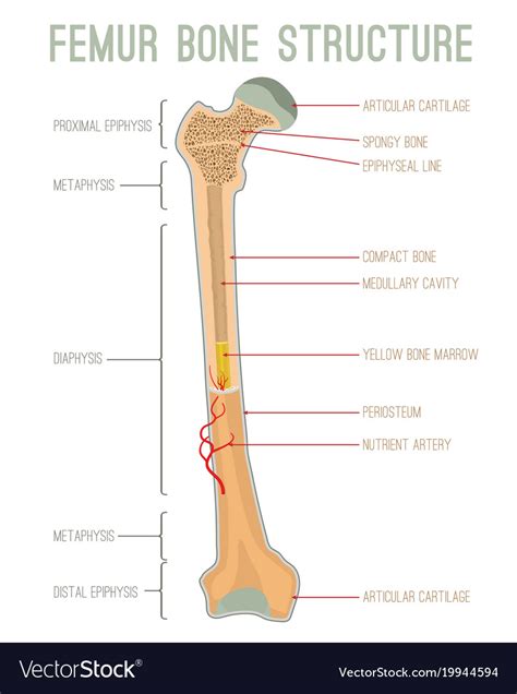 Femur Bone Diagram