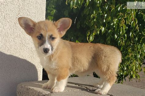 Once the litter you are looking for appears, please make sure you click on the breed name to find out more about them. Corgi puppy for sale near San Diego, California ...