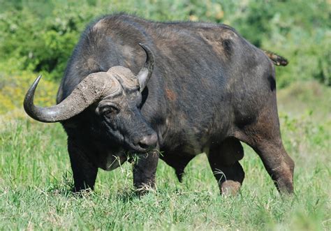 The Buffalo Or Bison Animals Lover