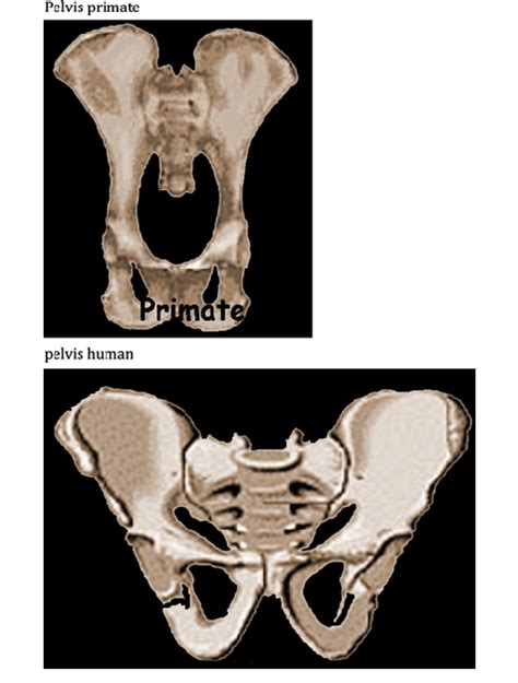 Lateral View A Pelvis Shape Of Primate And B Human Enlargement And