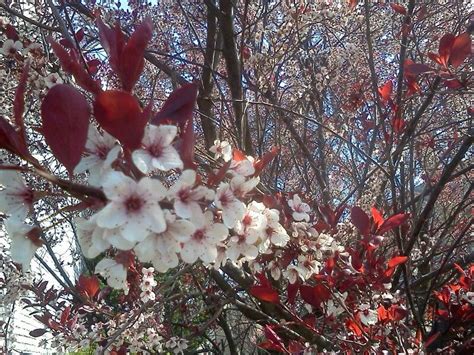 Produces masses of fragrant, deep pink flowers even before the branches leaf out! Tree branch with red leaves and white flowers in spring ...