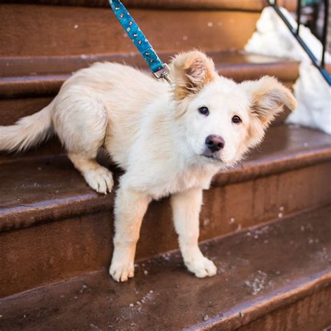 They are large, sweet, cuddly and can do no wrong. thedogist: "Larry, Chow Chow/Golden Retriever mix (4 m/o ...