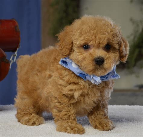 This pooch has a sweet and gentle nature, making them a great companion for any puppies need more calories to help them grow strong and healthy. Tiny Toy Poodle Breeders In Arizona | Goldenacresdogs.com
