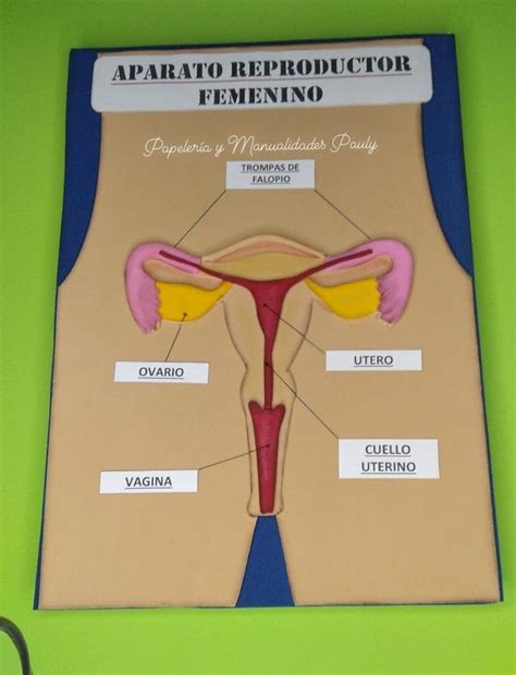 A Diagram Of The Female Utilitarians And Herniators On A Green Background