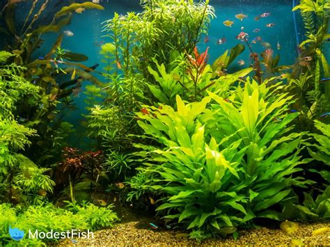 10 Best Aquarium Plant Fertilizer Types And How To Choose 2021 Reviews