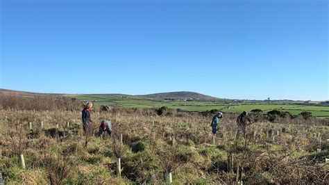 Bosavern Community Farm Tree Planting In Cornwall With Eforestscouk