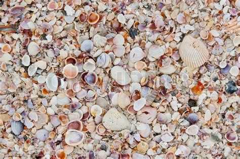 Background With Real Sea Shells Coral Stock Image Colourbox