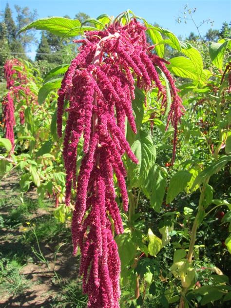 How To Grow Amaranth Tips And Guide To Growing Amaranth