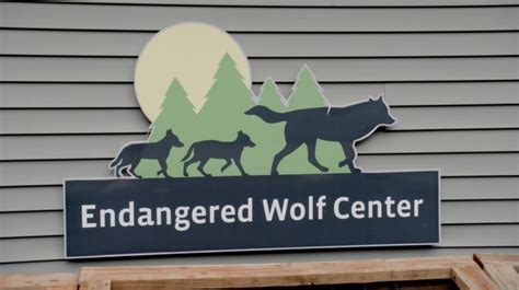 Endangered Wolf Center Keeps Wolves Wild
