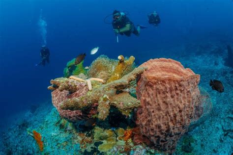 Diving Bunaken Fukui Point Thalassa Dive Resorts Indonesia