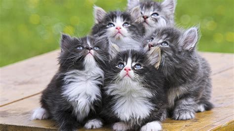 Cute Kittens Babies Pets And Animals Wallpaper 16731287 Fanpop