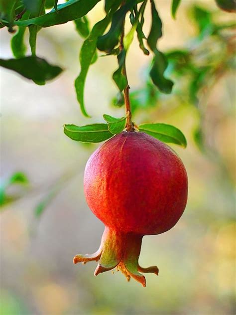 Russian 26 is as heat tolerant as it is cold tolerant. Pomegranate Trees - Wonderful | Pomegranate leaves ...