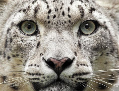 Snow Leopard Close Up Uncia Unc By Andyworks