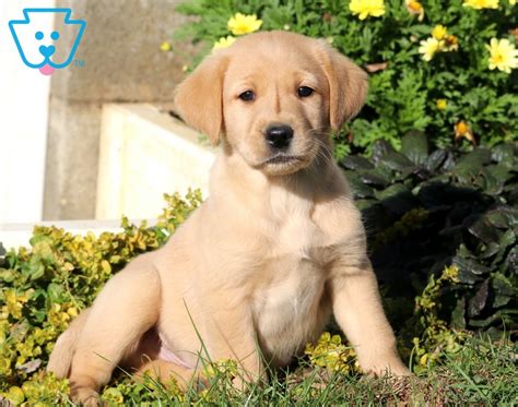 Make sure you find a reputable breeder when you decided to get a puppy. Sparky | Golden Labrador (Goldador) Puppy For Sale ...