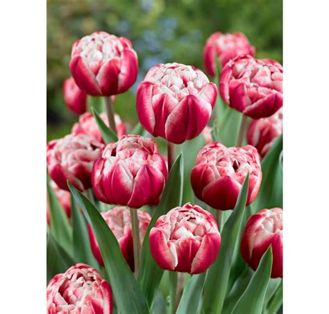 Tulipa ´drumline´ Tulipán Bal 5 Ks 1112