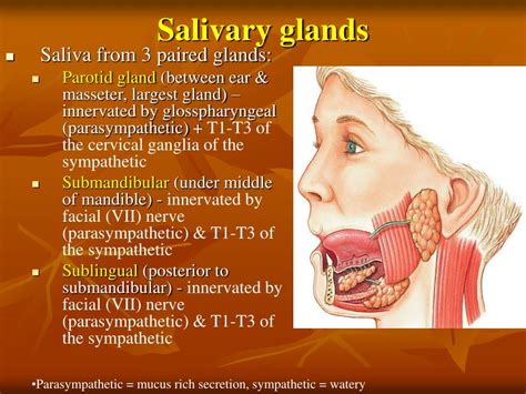 Digestive System Salivary Glands