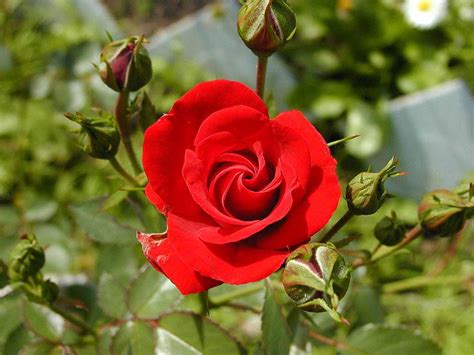 Natural Roses Meaning Of Red Roses